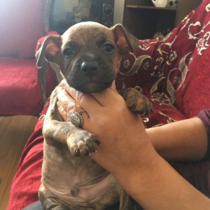 Temiz pitbull balalari satilir. Qiymet 150 azn tecili satilir barter o