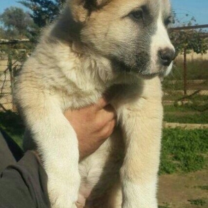 Alabay balası təmiz türkmən alabayı.dişidi 1ri qalıb.2 aylıq 10 günlük