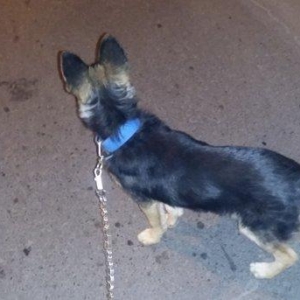 Ela ovcarkadi satilir xaiw olunur ya zeng edin ya da watsapa yazin