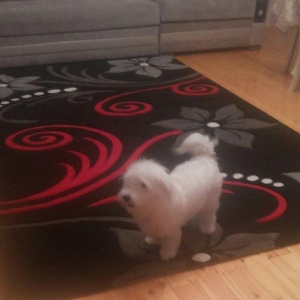 Malteze. 
10 ayliqdi. Pasaportu var. Butun iyneleri vurulub. Ev