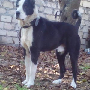 dunya cenpiyonu bulduzerin nevesidir  78 boy 60 kq