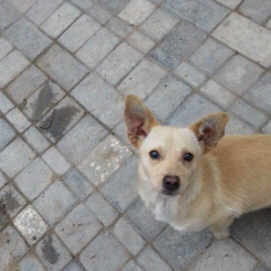 zvanoklar 1 ri erkey 2 si diwi.erkey 1 yaw 1 ayliq