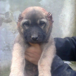 Erkekdi 36 qünlükdü. yerli sortdur.hürməyə başlıyıb.Sağlam və