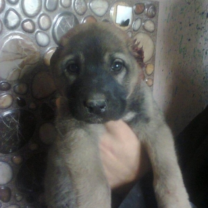 Erkekdi 36 qünlükdü. yerli sortdur.hürməyə başlıyıb.Sağlam və