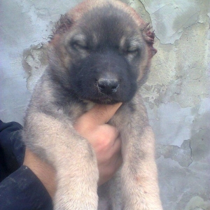 Erkekdi 36 qünlükdü. yerli sortdur.hürməyə başlıyıb.Sağlam və