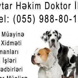 Baytar  həkİm doktor İlkİn
müalicə,müayinə və cərrahiyə