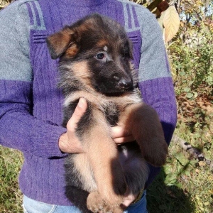 Erkaklar. Radaslovunnu klub itlari. Ciplari vurulub. Ata va anasi tani