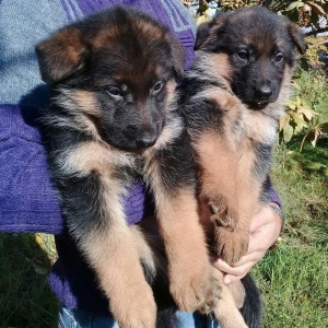 Erkaklar. Radaslovunnu klub itlari. Ciplari vurulub. Ata va anasi tani