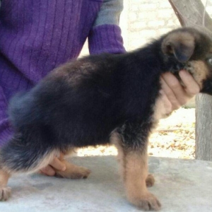 satlir pasatkali nemka  erkeydi rial alcilar zeng 