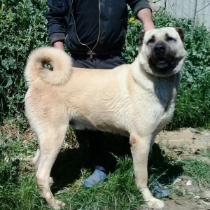 Erkak kangal. 2 iynasi vurulub. Iri kucukdur. saf gan turk sivad kanga