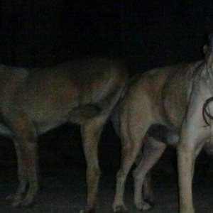 Erkak kangal. 2 iynasi vurulub. Iri kucukdur. saf gan turk sivad kanga