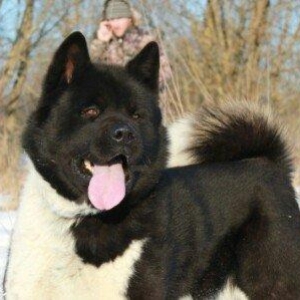 Amerikan Akita. Ham aila ham da axran iti. Kucuk 2