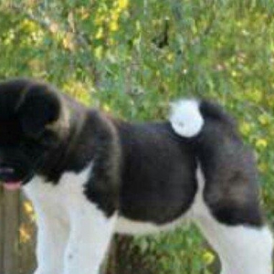 Amerikan Akita. Ham aila ham da axran iti. Kucuk 2 ayligdir. Bakidadir