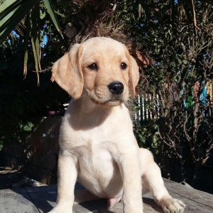 labrador retriever balaları satılır, erkey və 