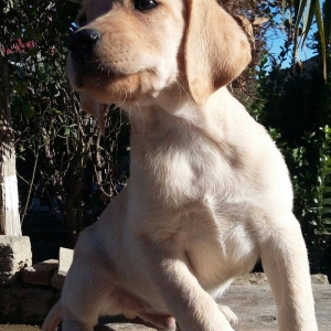 labrador retriever balaları satılır, erkey və dişi balalar var, peyven