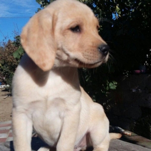 labrador retriever balaları satılır, erkey və dişi balalar var, peyven