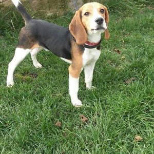 Beagle satılır 6 aylıq erkey, tam peyvendli senedli baladı