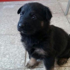 Itler novxanidadir erkek ve diwi bala var real ali