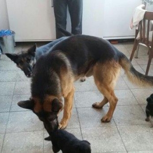 Itler novxanidadir erkek ve diwi bala var real alicilar narahar etsin