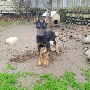 Salam dobermandi cinsi 5ay 26 gun erkek baladidi 1