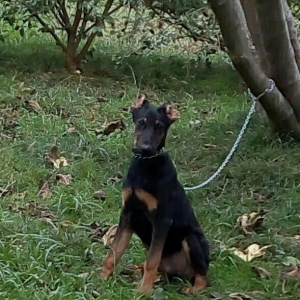 Salam dobermandi cinsi 5ay 26 gun erkek baladidi 120 satmagimin sebebi