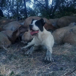 etiyac uzden satlir enik 10 ayliqdir 110 kilo atasini cekisi olub 70 k