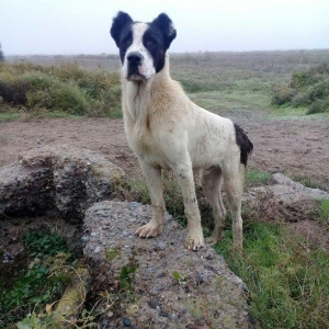 etiyac uzden satlir enik 10 ayliqdir 110 kilo atasini cekisi olub 70 k