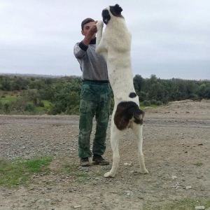 etiyac uzden satlir enik 10 ayliqdir 110 kilo atasini cekisi olub 70 k