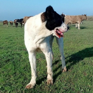 etiyac uzden satlir enik 10 ayliqdir 110 kilo atasini cekisi olub 70 k
