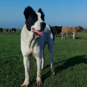 etiyac uzden satlir enik 10 ayliqdir 110 kilo atasini cekisi olub 70 k