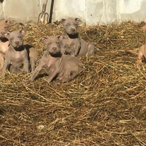 Temiz pitbull balalarıdı 4- dene dişi qalıb 200 manata telesin aşağı y