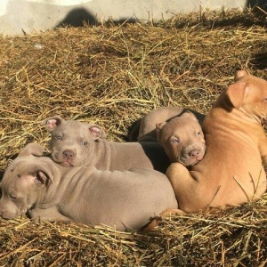 Temiz pitbull balalarıdı 4- dene dişi qalıb 200 manata telesin aşağı y