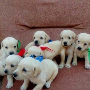 Labrador retriever balalari
satılır, erkək və dişi var.  
10. 08. 17 d