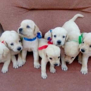 Labrador retriever balalari
satılır, erkək və dişi var.  
10. 08. 17 d
