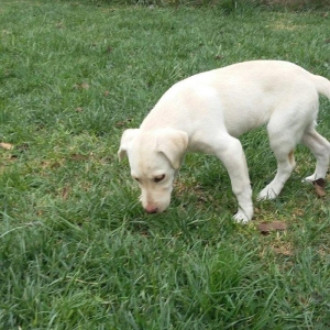 3 aylıq dişi labrador satılır