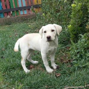 3 aylıq dişi labrador satılır