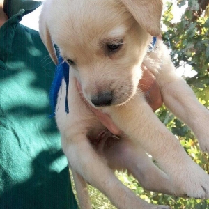 labrador retrirver balalari satılır erkey və dişi balalar var