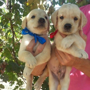 labrador retrirver balalari satılır erkey və dişi balalar var