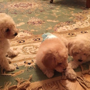 2ayliq pudel balalari. Iyne ve dermanlari edilib. 