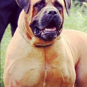 Boerbole balası satılır 1 dişi bala qalıb 2 a