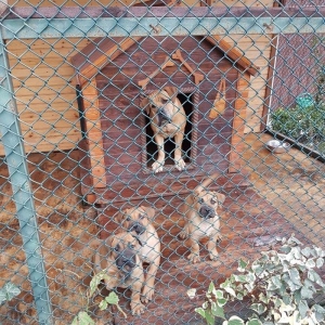 Boerbole balası satılır 1 dişi bala qalıb 2 ay 7 günlük balanın burda