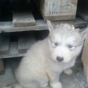 Сибирский хаски окрас серый и бежевый от рождения один месяц 400 манат