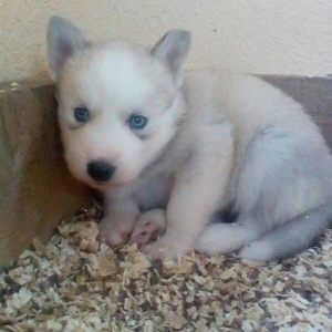 Сибирский хаски окрас серый и бежевый от рождения один месяц 400 манат