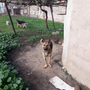 salam tecili satilir xarice gedirem ona gore bala vaxtindan ozumde