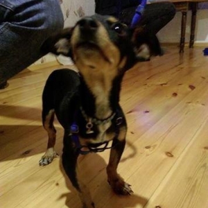 Türkiyədən gəlib passportu var 09. 06. 2017 doğulub. Dermanları, yemi