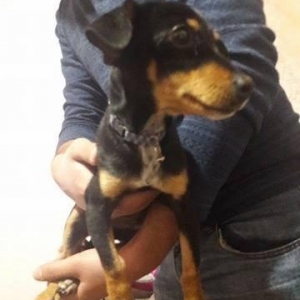 Türkiyədən gəlib passportu var 09. 06. 2017 doğulub. Dermanları, yemi