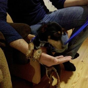 Türkiyədən gəlib passportu var 09. 06. 2017 doğulub. Dermanları, yemi