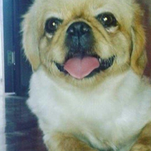 Pekines karlik diwidir 1 yaw 2ayliq tecili satilir