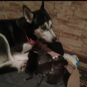 Xaski balalari temiz qan teze olublar. Anasinin at