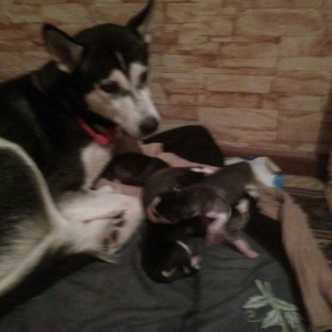 Xaski balalari temiz qan teze olublar. Anasinin atasinin sekli var bax